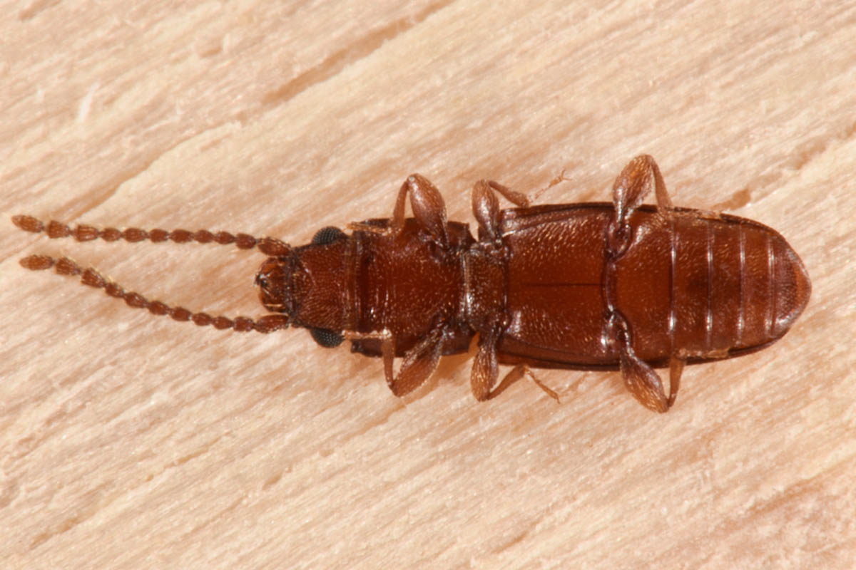 Laemophloeidae: femmina di Placonotus testaceus